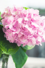hydrangea in bloom closeup