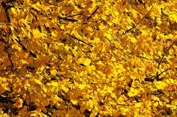 Autumn Scene, Yellow Leafs in Fall Season.