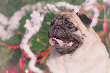 собака под ёлкой © K-Irishka