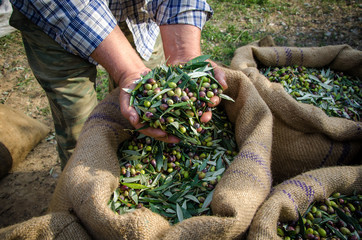Agriculturalist keeps some harvested fresh olives over sacks in a field in Crete, Greece