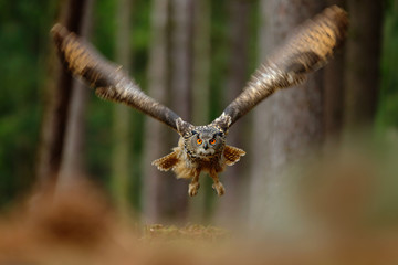 Action scene with owl in the forest. Flying Eurasian Eagle Owl with open wings in forest habitat with trees, wide angle lens photo.