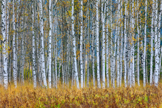 Fototapeta Autumn trees in the Finland forest. Yellow trees with reflection in the still water surface. Fall landscape with trees. Birch trees with pine trees in autumn forest and lake, Europe.