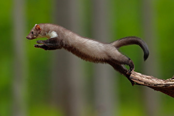 Jumping beech marten, small opportunistic predator, nature habitat. Stone marten, Martes foina, in typical european forest environment. Study of jump, flying cute forest animal. Action wildlife scene.