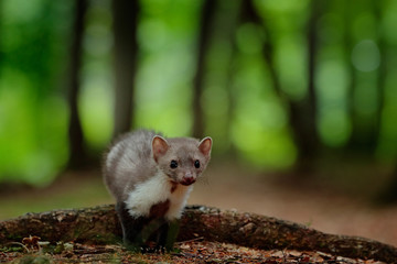 Stone marten, Martes foina, with green forest background. Beech marten, detail portrait of forest animal. Small predator in the nature habitat. Wildlife scene, Germany. Trees with marten in forest.