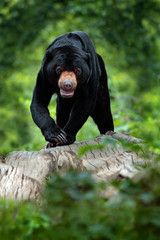 Sun bear, Helarctos malayanus, beautiful danger animal from Asia tropic forest. Portrait of Malayan...