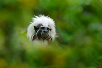 Cotton-top tamarin, Río Cauca, Colombia. Small mokley hidden in the green tropic forest. Animal...