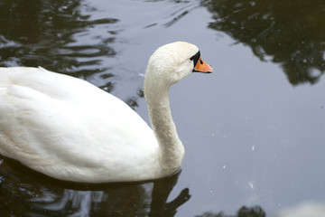 Swan on the pond