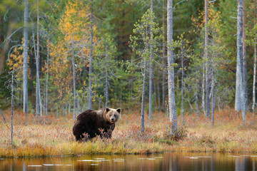 Dangerous animal in nature forest and meadow habitat. Wildlife scene from Finland near Russia bolder. Autumn forest with bear. Beautiful big brown bear walking around lake with autumn colours.