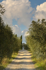 Olive groves in Chianti in a beautiful day in autumn, Tuscany Italy.
