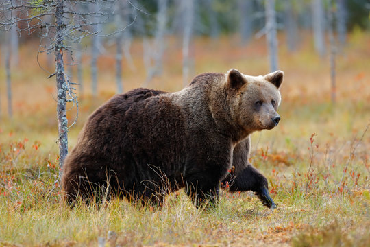 Beautiful big brown bear walking around lake with autumn colours. Dangerous animal in nature forest and meadow habitat. Wildlife scene from Finland near Russia bolder. Autumn forest with bear.