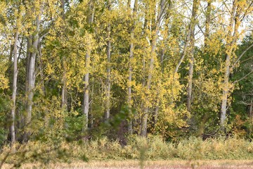 Forest in autumn