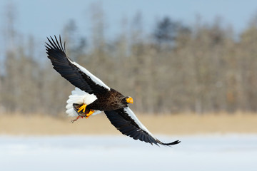 Wildlife action behaviour scene from nature. Eagle flying with fish. Beautiful Steller's sea eagle, Haliaeetus pelagicus, flying bird of prey, with winter forest in background, Kamchatka, Russia.