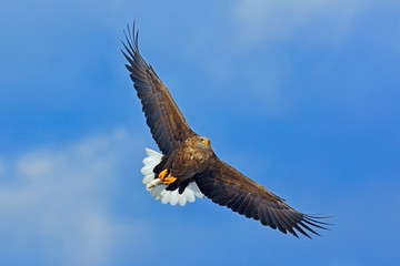 Flying bird. Big bird of prey on the sky. White-tailed eagle, Haliaeetus albicilla, big bird of prey on thy dark blue sky, with white tail, Japan. Action wildlife scene from sky. Wildlife scene.