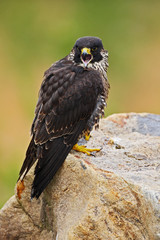 Peregrine Falcon, bird of prey sitting on the stone in the rock, detail portrait in the nature habitat, Germany. Wildlife scene with bird from Europe. peregrine falcon with open bill.