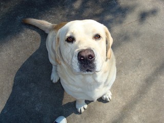 A beautiful yellow labrador dog looks nose first up at the camera as he sits on a concrete surface.