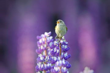Common Chiffchaff, Phylloscopus collybita, singing singing in the beautiful violet Lupinus flower. Bird in the nature meadow habitat. Wildlife summer scene. Bird with open bill sitting on the bloom.