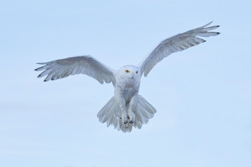 Snowy owl, Nyctea scandiaca, rare bird flying on the sky, winter action scene with open wings, Greenland