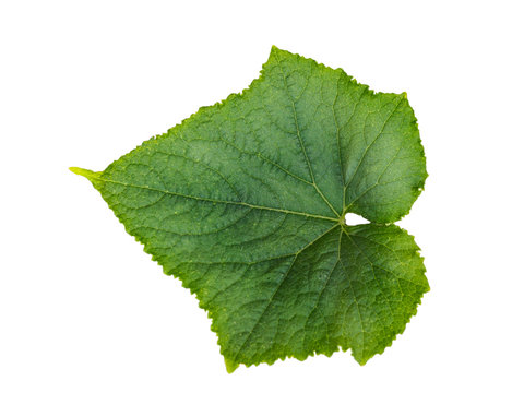 Leaf cucumber closeup isolated on white background. Leaf from an cucumber cut from background