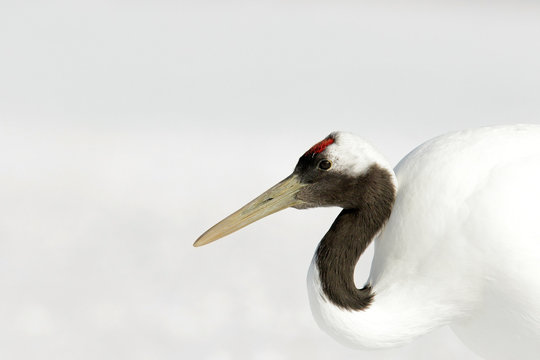 Winter scene from Japan. Detail portrait of bird. Red-crowned crane, Grus japonensis, head portrait with white and back plumage, winter scene, Hokkaido, Japan. White bird wit snow meadow.