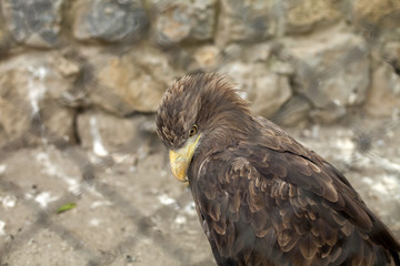 White-tailed eagle