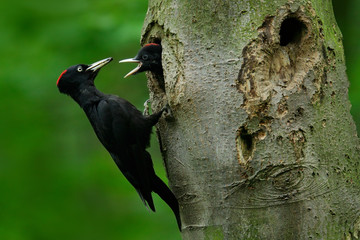 Woodpecker with young in the nest hole. Black woodpecker in the green summer forest. Woodpecker near the nest hole. Wildlife scene with black bird in the nature habitat. Action scene from dark forest. - obrazy, fototapety, plakaty