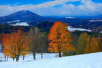 Orange leaves trees with first snow durring autumn. Morning view with snow after sunrise,  orange landscape, Jetrichovice Bohemian Switzerland National Park, Czech. Beautiful scene with snow.
