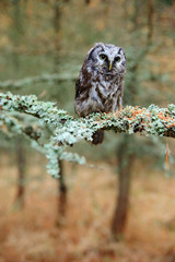 Boreal owl in the forest. Small bird sitting on branch. Animal taken with wide angle lens. Bird in nature habitat, Sweden, Boreal owl in nature. Rare owl with big yellow eyes. Autumn forest.