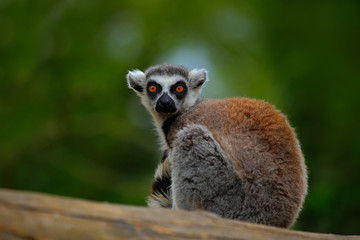 Ring-tailed Lemur, Lemur catta, with green clear background. large strepsirrhine primate in the nature habitat. Cute animal from Madagascar. Beautiful Lemur relaxing in the forest during first light.