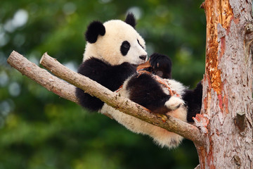 Obraz premium Funny Panda Bear. Comical young Panda Bear on the tree. Lying cute young Giant Panda feeding feeding bark of tree. Sichuan Giant Panda from China, Asia. Rare animal in the nature forest habitat.