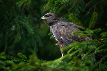 Bird of prey Common Buzzard, Buteo buteo, sitting on coniferous spruce tree branch. Bird hidden in the tree in dark forest. Wildlife scene from the nature.