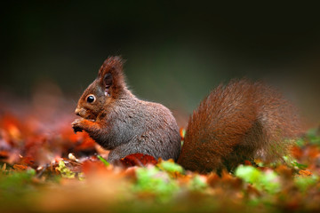 Cute red squirrel with long pointed ears eats a nut in autumn orange scene with nice deciduous forest in the background. Squirrel hidden in the leaves, with big tail, in the habitat, Germany