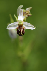 Bee Orchid, Ophrys apifera, flowering European terrestrial wild orchid, nature habitat, detail of two beautiful bloom, green clear background, Austria. Nice orchid bloom.