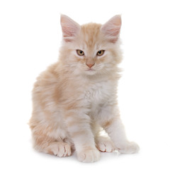maine coon kitten
