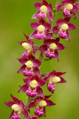 Obraz premium Dark-red Helleborine, Epipactis atrorubens, flowering European terrestrial wild orchid in nature habitat. Beautiful detail of bloom, green clear background, Czech Republic. Wild orchid in grass.