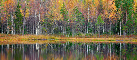 Autumn trees in the Finland forest. Green and yellow trees with reflection in the still water surface. Fall landscape with trees. Birch trees with pine trees in autumn forest and lake, Europe.