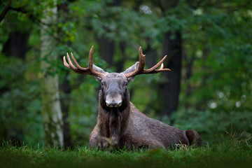 Naklejka premium Moose, North America, or Eurasian elk, Eurasia, Alces alces in the dark forest during rainy day. Beautiful animal in the nature habitat. Wildlife scene from Sweden. Moose lying in grass under trees.