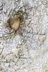 tree eye