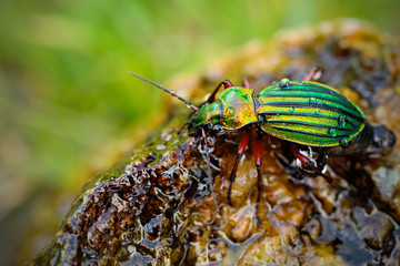 Golden ground beetle, Carabus auronitens, beautiful glossy insect on the wet stone. Water scene with shiny Golden ground beetle. Bright green insect in the nature habitat, Krkonose, Czech republic.