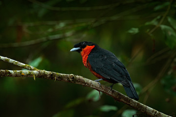 Red-ruffed Fruitcrow, Pyroderus scutatus, exotic rare tropic bird in the nature habitat, dark green forest, Otun, Colombia. Birdwatching in South America. Wildlife scene from tropic forest.