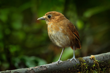 Birdwatching in Colombia, South America. Rufous Antpitta, Grallaria rufula saltuensis, bird from Colombia. Rare bird in the nature habitat. Antpitta in dark forest, Rio Blanco, Colombia.