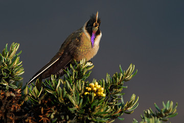 Bearded Helmetcrest or Buffy Helmetcrest, Oxypogon guerinii stuebelii, beautiful crest hummingbird from Colombia. Bird from Los Nevados National Park. Animal in the nature habitat.