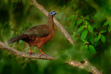 Band-tailed Guan, Penelope argyrotis, rare bird from dark forest Santa Marta mountain, Colombia. Birdwatching in South America. Big bird on the tree.
