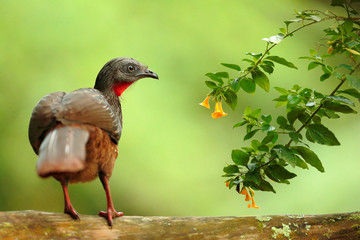 Band-tailed Guan, Penelope argyrotis, rare bird from dark forest Santa Marta mountain, Colombia. Birdwatching in South America. Big bird on the tree.