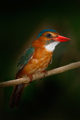Fototapeta premium Rare exotic kingfishers from Sulawesi, Indonesia. Blue-headed Kingfisher, Actenoides monachus, sitting on branch in the green tropic forest. Beautiful jungle kingfisher, wildlife scene from nature.