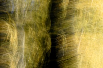 Abstract landscape in forest in autumn
