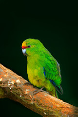 Beautiful green parrot Amazona bird in the forest habitat, sitting on the tree with green leaves, hidden in the forest, Costa Rica. Wildlife scene from tropic forest.