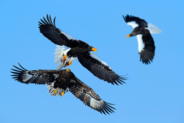 Eagle fight on the blue sky. Wildlife action behaviour scene from nature. Eagle flying with fish. Beautiful Steller's sea eagle, Haliaeetus pelagicus, flying bird of prey in winter, Hokkaido, Japan.