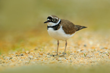 Little-ringed Plover, Charadrius dubius, in the nature habitat. Water bird on the sand beach. Bird in the little stones. Plover from the France coast. Small bird.