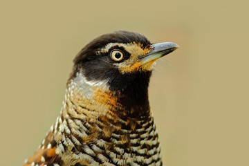 Detail portrait of bird, Spotted Laughingthrush, Garrulax ocellatus. Bird in the nature, close-up portrait. Bird from Bhutan, China, India, Myanmar, and Nepal. Rare bird with clear background.