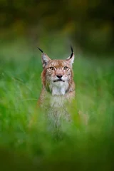 Fototapeten Eurasian lynx hidden  in the green grass in Czech forest. Beautiful big wild cat in the nature forest habitat. Wildlife scene from central Europe. Lynx, detail portrait in the grass. Head of cat. © ondrejprosicky